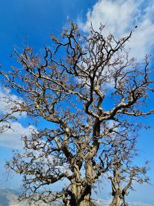 A dry tree with twisted branches stands tall against a clear blue sky at Monsoon Palace, Sajjangarh, Udaipur. The scene shows nature’s beauty and the rugged charm of the Aravalli hills in winter. 