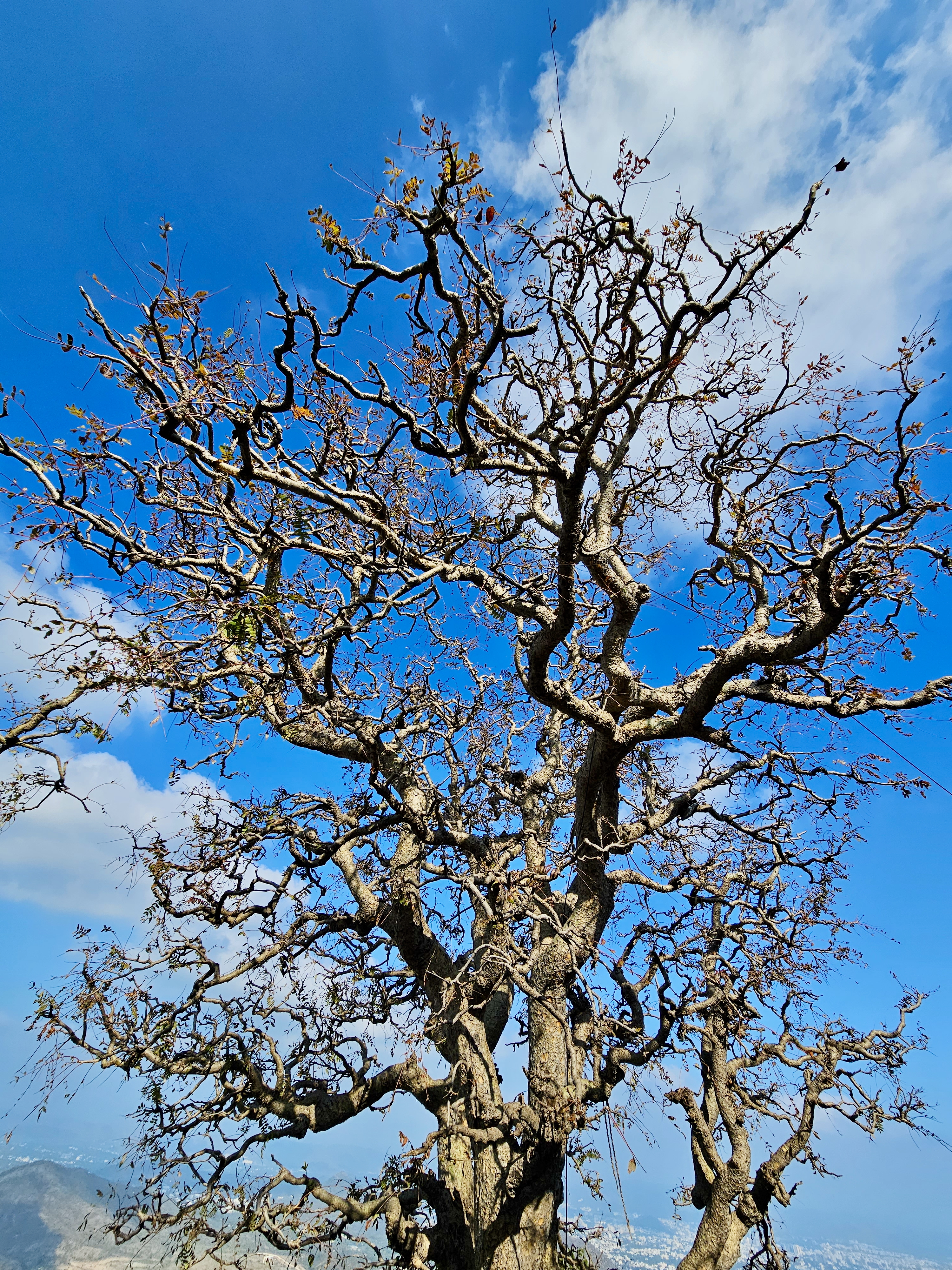 A dry tree with twisted branches stands tall against a clear blue sky at Monsoon Palace, Sajjangarh, Udaipur. The scene shows nature’s beauty and the rugged charm of the Aravalli hills in winter. 