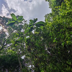 

Looking up at dense forest foliage with sunlight and a cloudy sky above.