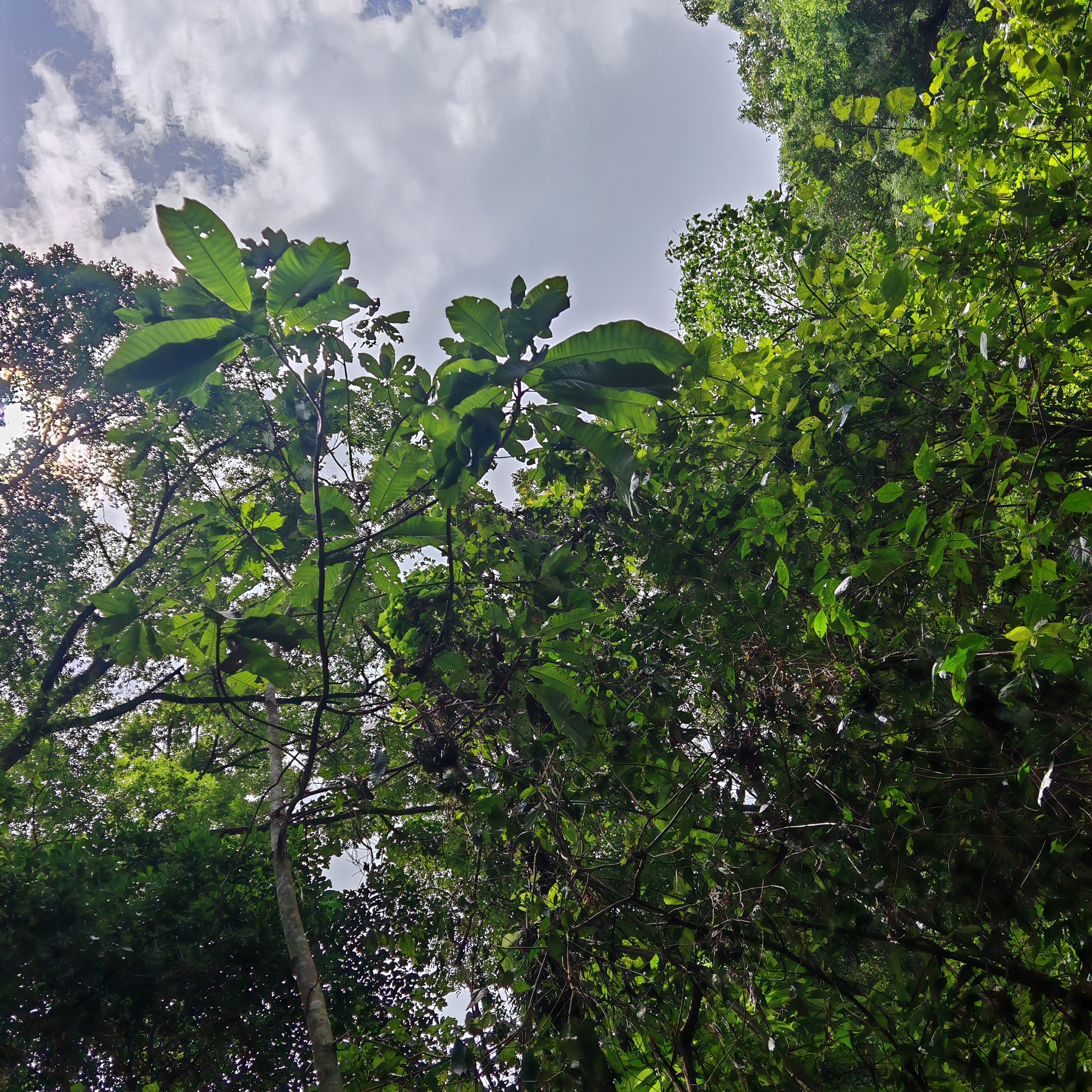 Looking up at dense forest foliage with sunlight and a cloudy sky above.