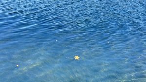 A tranquil blue body of water with gentle ripples, featuring a single yellow leaf floating on the surface.