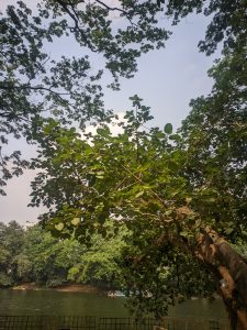 The picture is taken from below with visualising the spreading branches of trees with the sky in between them.