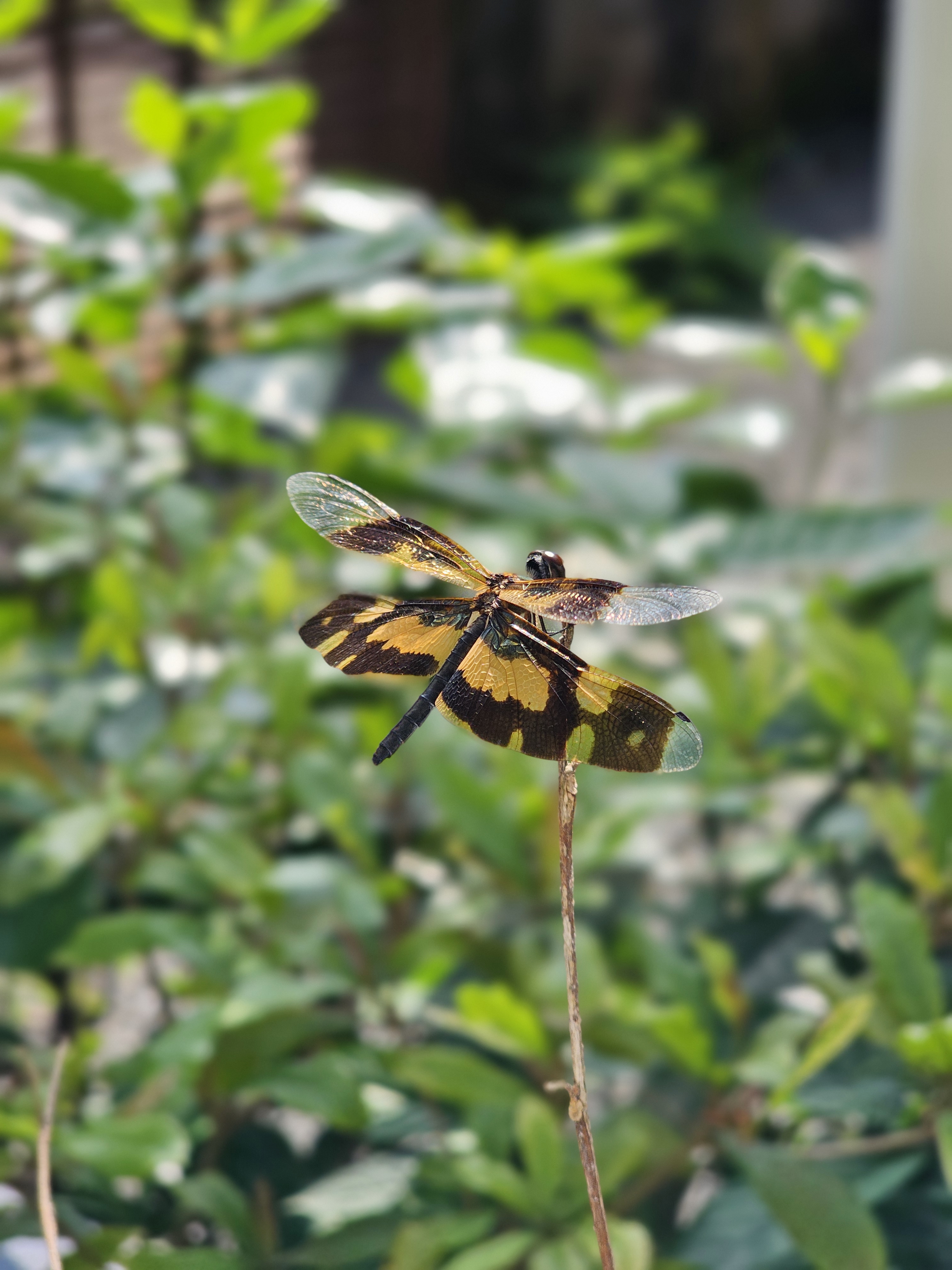 A close-up shot of a beautifully patterned dragonfly (common picture wing or variegated flutterer) perched on a dry twig. Its transparent wings and yellow-black markings are clearly visible. Captured in a garden in Perumanna, Kozhikode, Kerala. 