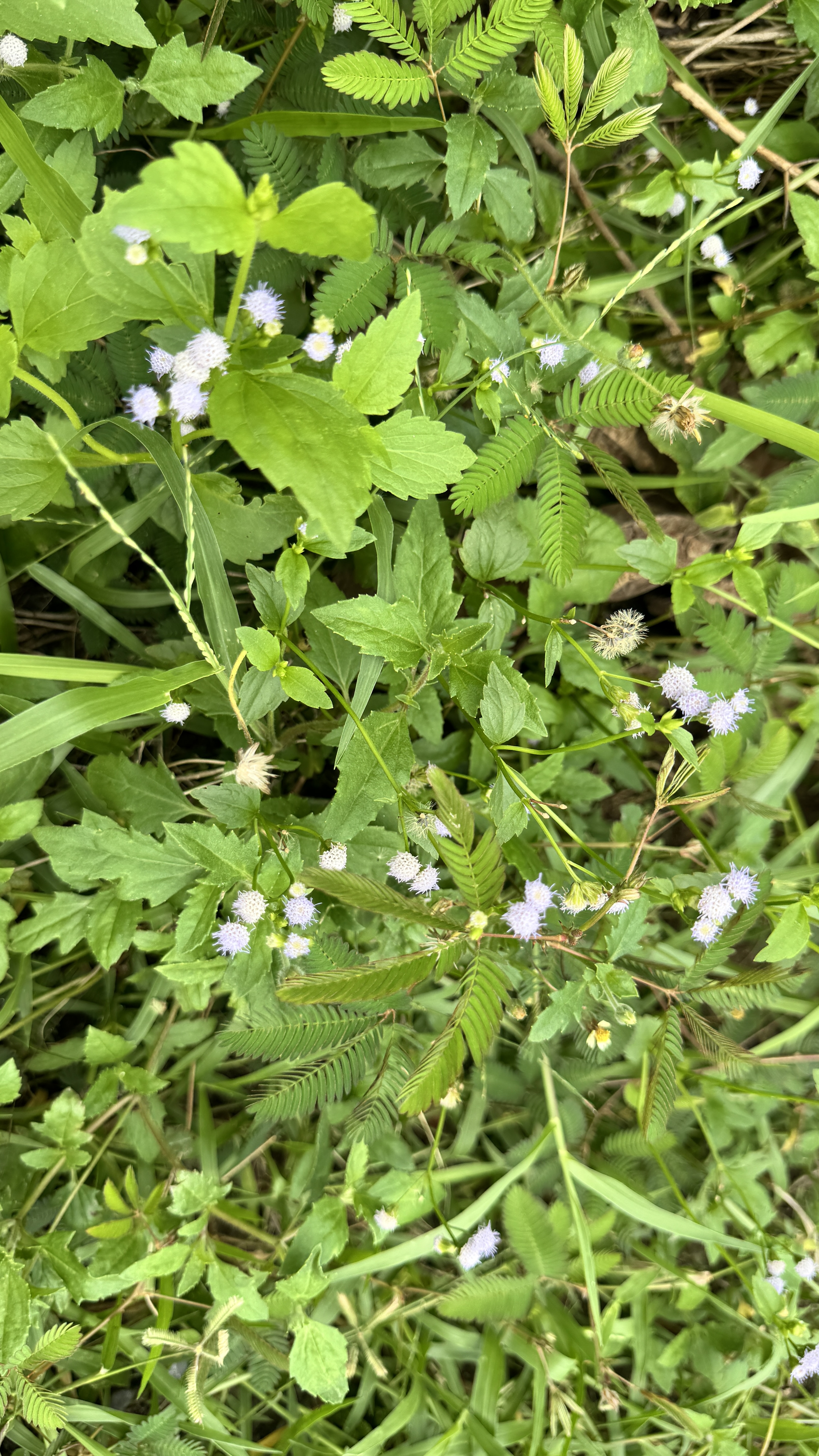A lush patch of greenery featuring various plants, including small clusters of light purple flowers and vibrant green leaves. 