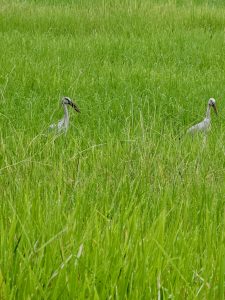Two Asian Openbill storks stand in a vibrant green field of tall grass. The birds appear to be searching for food in the lush, natural environment in Poovattuparamba, Kozhikode.