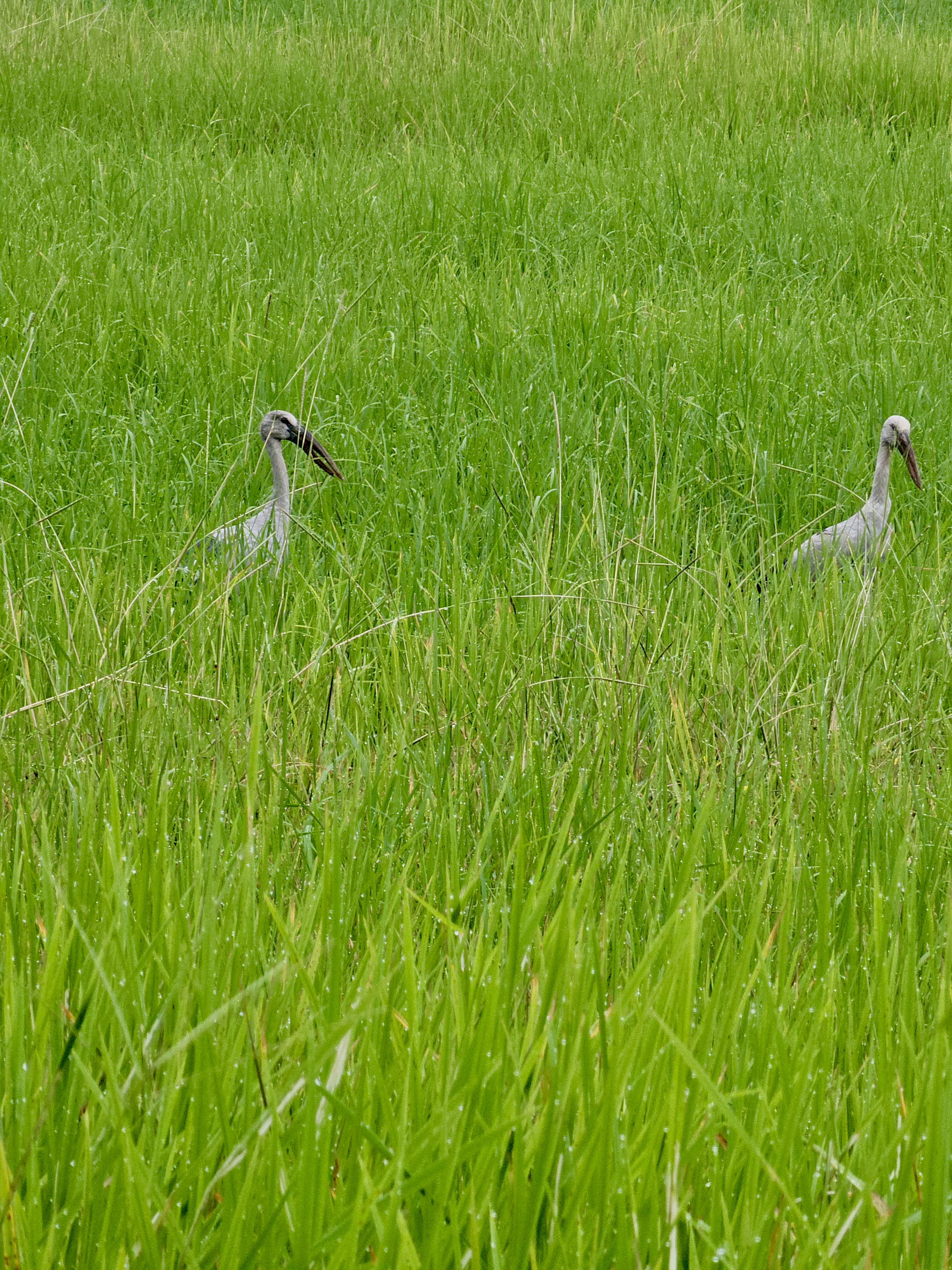 Two Asian Openbill storks stand in a vibrant green field of tall grass. The birds appear to be searching for food in the lush, natural environment in Poovattuparamba, Kozhikode.