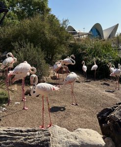 A group of pale pink flamingos standing on sandy ground, some resting with their heads tucked back, surrounded by rocks and green bushes.