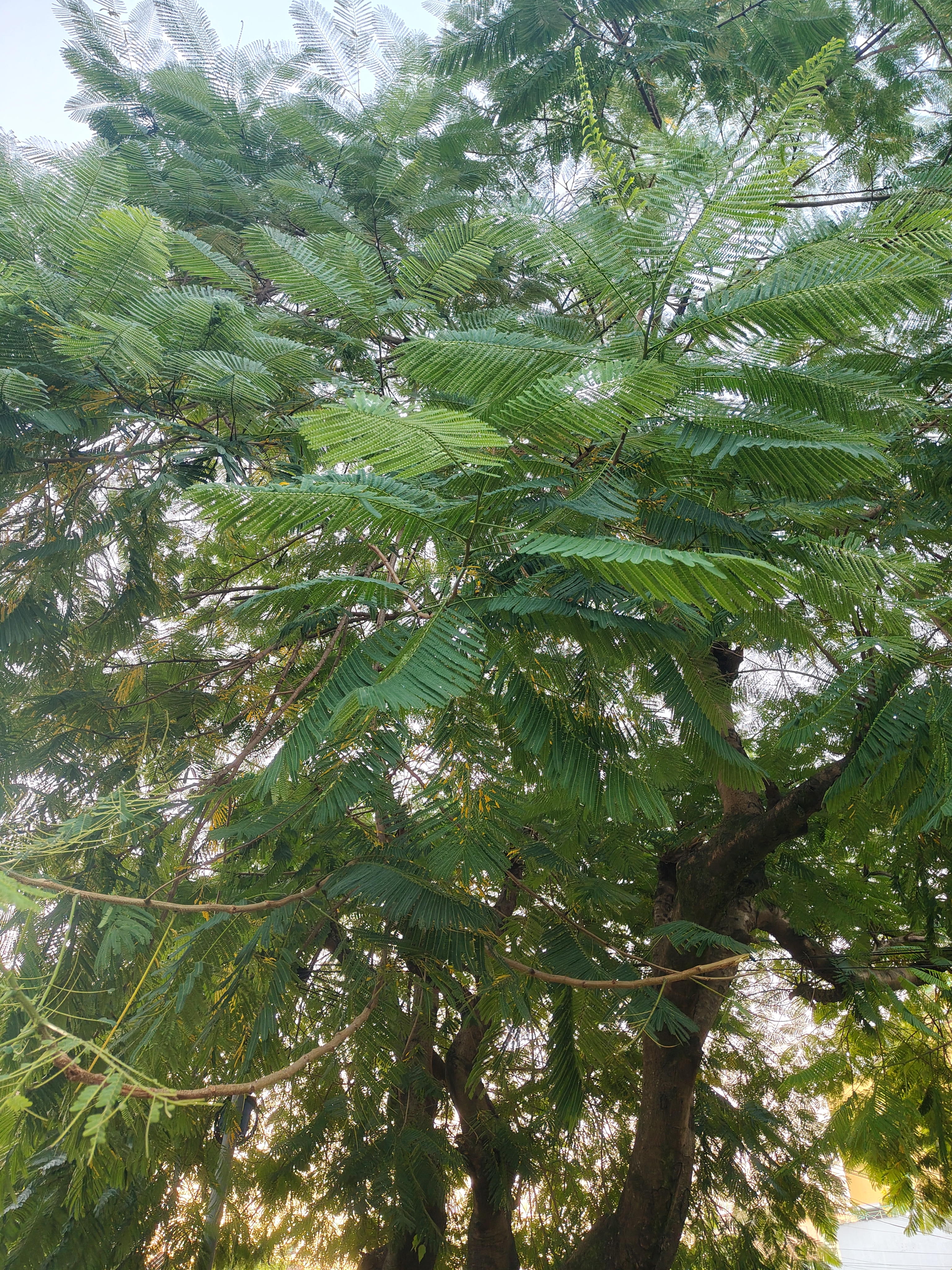 A lush green tree with broad, fern-like leaves, gently swaying in a soft breeze.
