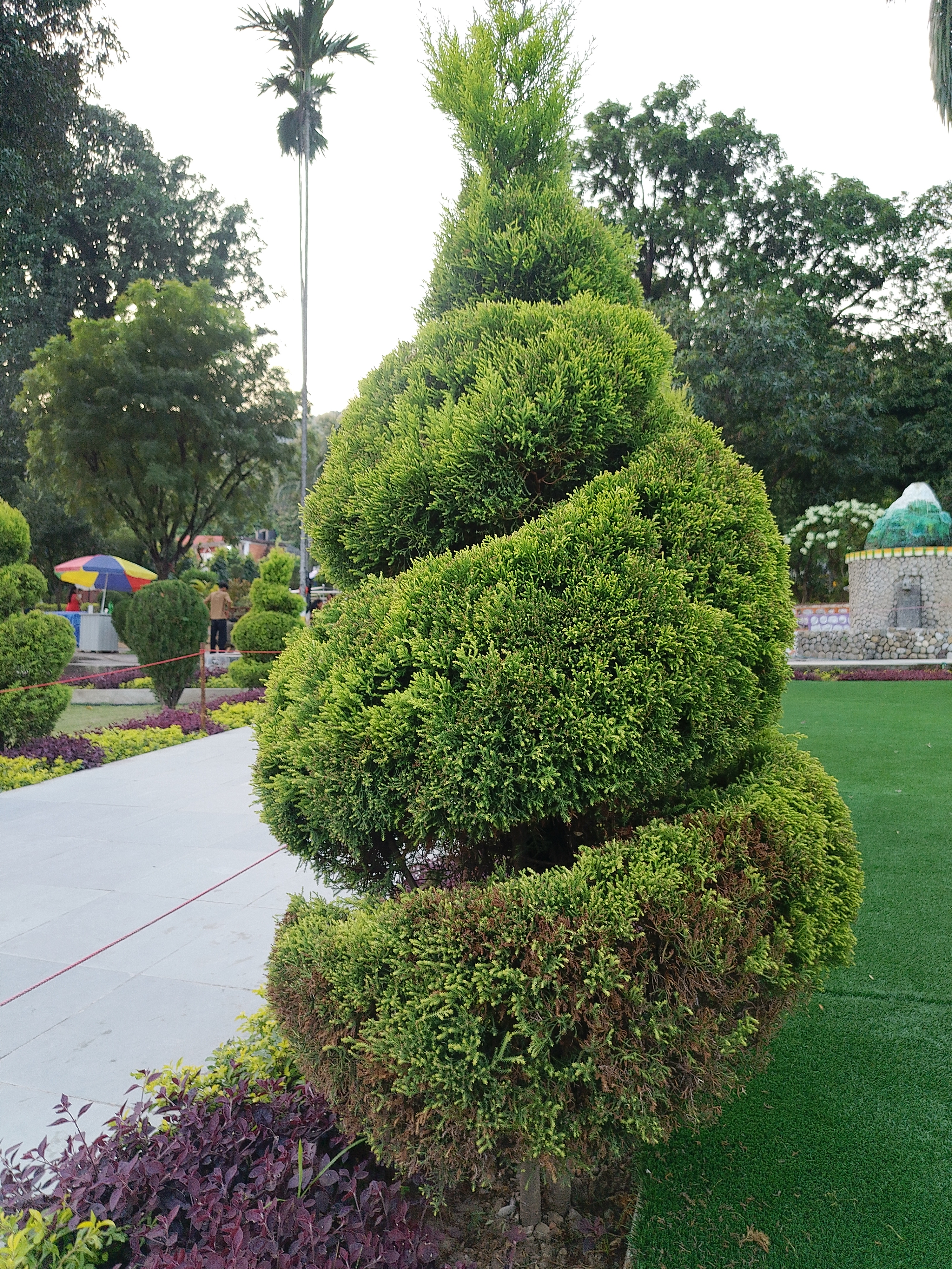 A well-manicured spiral topiary shrub, lush and green, stands prominently in a landscaped garden.