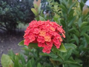 An image of Hibiscus rosa-sinensis with focus on it and a blurry background of its leaves and trees.