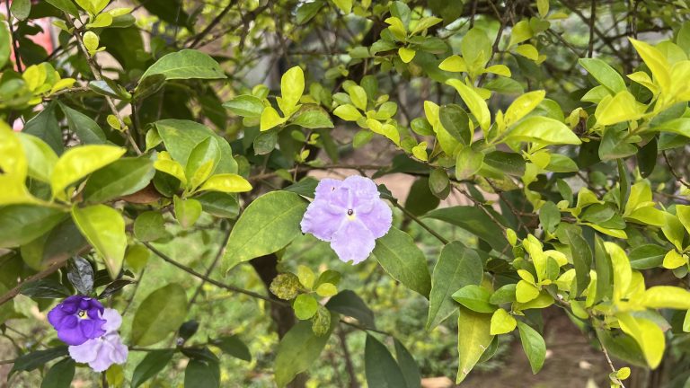 Purple flowers against a green leafy background