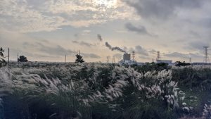 This image captures the delicate beauty of kashful (Wild sugarcanes) swaying in the breeze against an industrial backdrop. The soft white plumes of the grass contrast with the dark smoke rising from a factory chimney and the power lines stretching across the horizon. 
