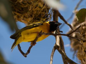 A vibrant bird with a black head, red eyes, and bright yellow underparts perches on a branch, surrounded by a nest made of twigs and grass. The background features a clear blue sky and some green leaves.