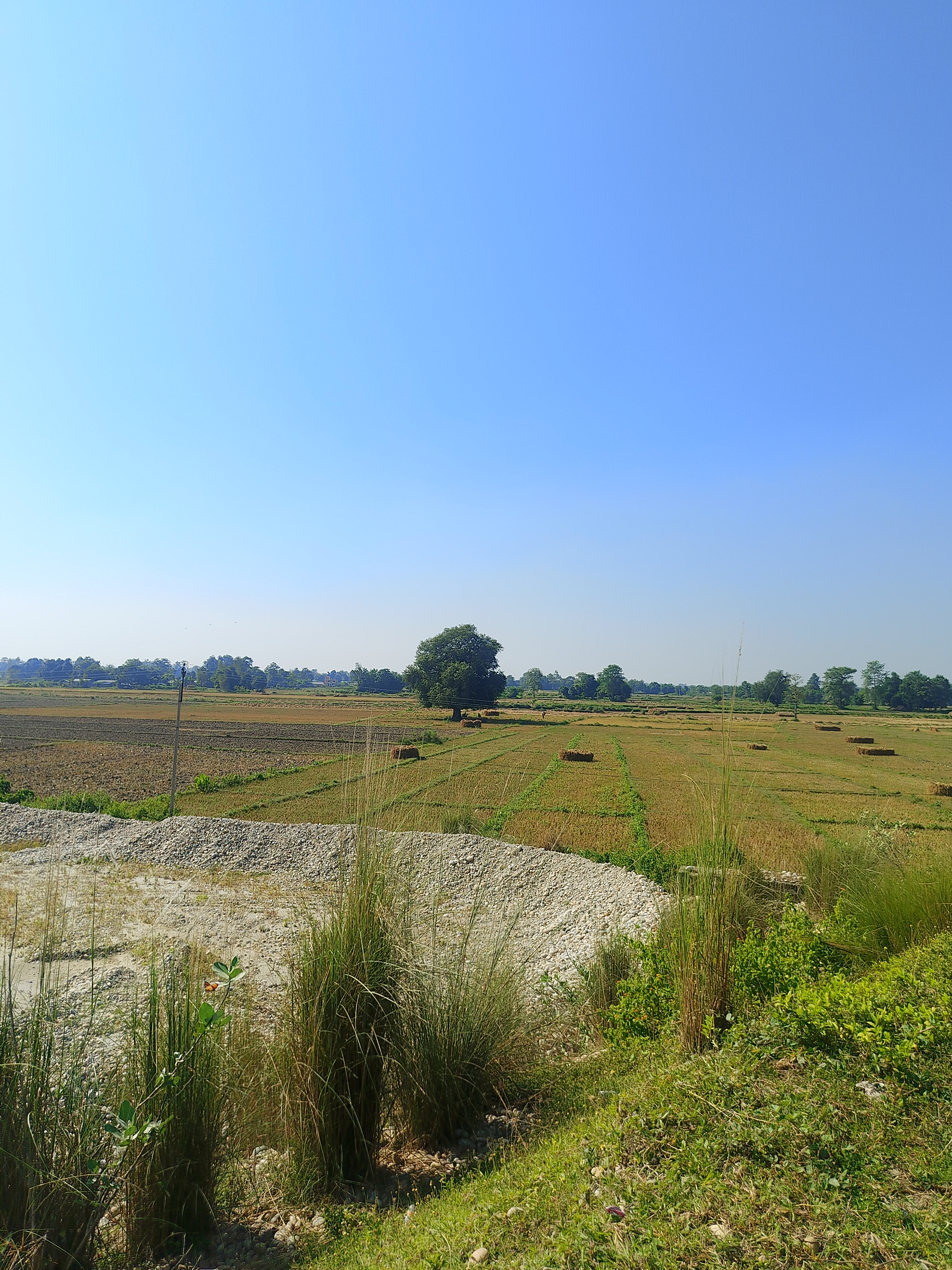 Expansive green rice fields under a clear blue sky, with tall grasses and gravel in the foreground and scattered bales of harvested crops across the landscape, creating a calm rural scene.