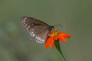 Common Crow Butterfly with white spots on its wings is perched on a vibrant orange flower, drawing attention to its delicate features and colorful surroundings, with a softly blurred green background.