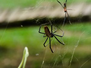 A close-up of two spiders on a web in Uganda, with a large one in front and a smaller one above against a blurred green background.