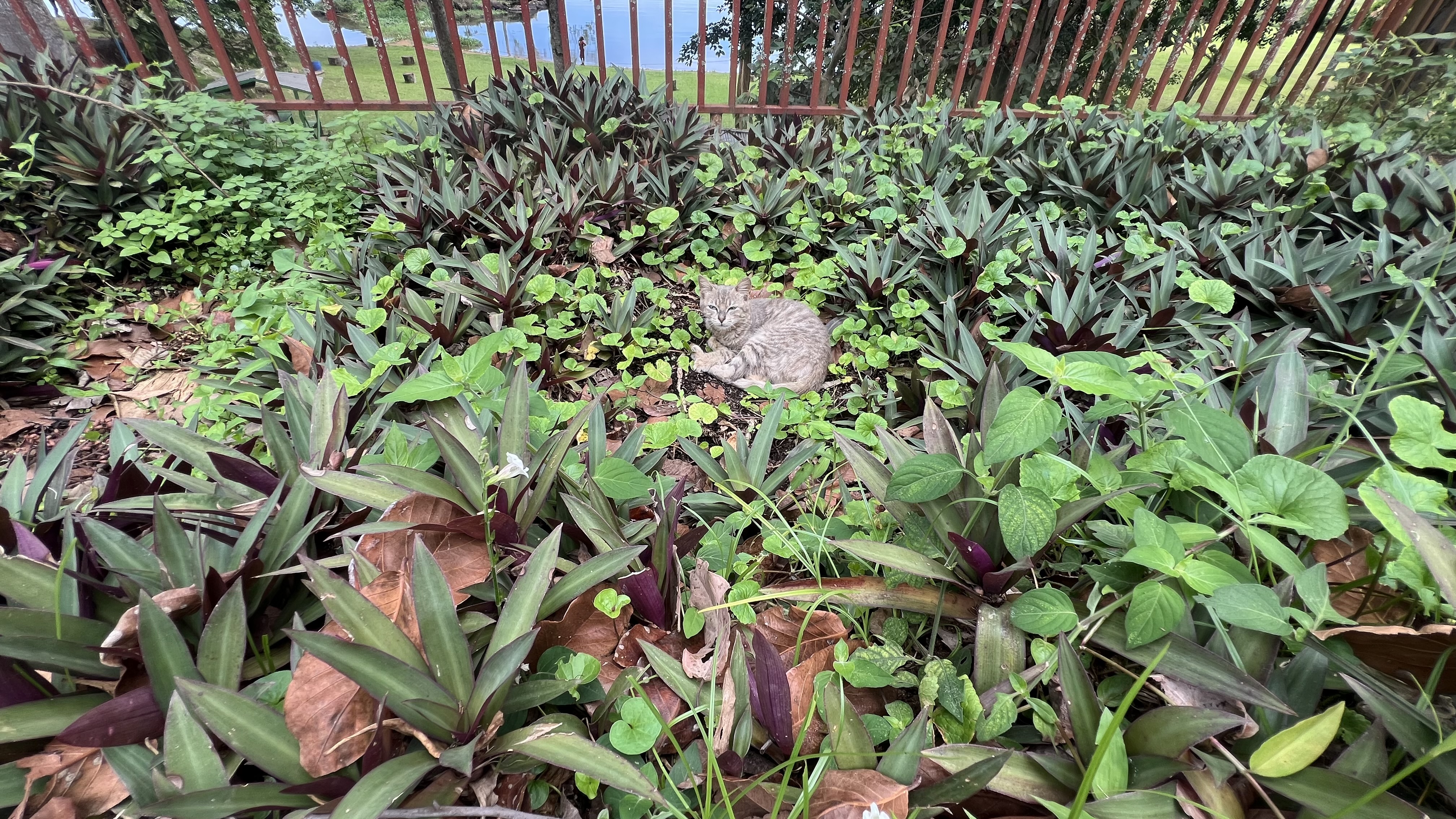 A cat rests in the middle of garden plants