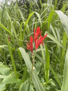 A vibrant red flower with elongated petals stands tall amidst lush green grass and foliage.
