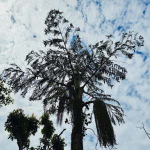A tall Fishtail Palm tree (Caryota urens) with hanging fruit clusters silhouetted against a textured, cloudy sky. Photographed at Perumanna, Kozhikode. 