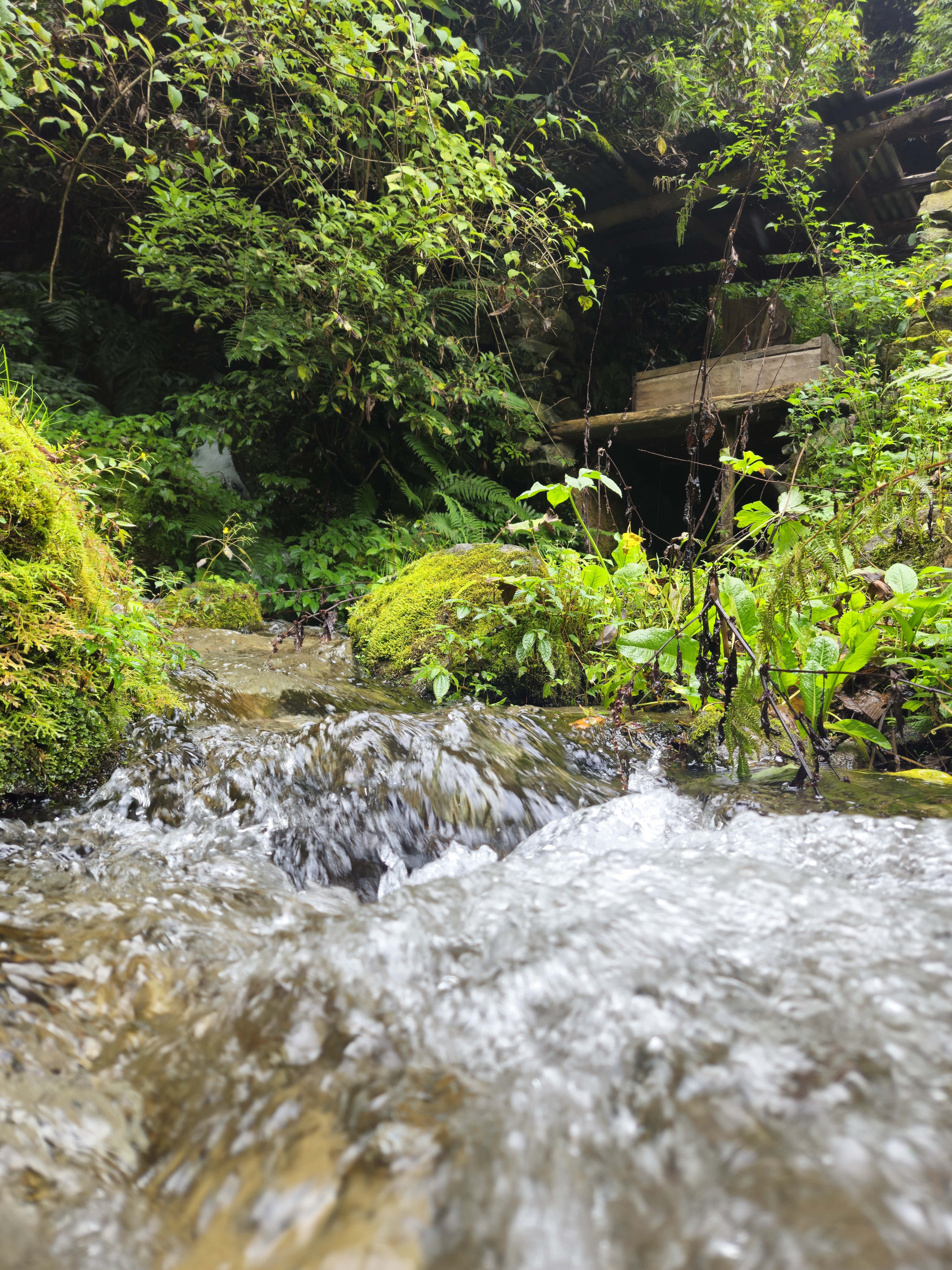 A close-up view of a flowing stream, with clear water cascading over rocks. Surrounding the stream are vibrant green plants, ferns, and moss, creating a lush, natural environment