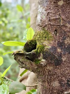 A close-up of tree bark in a fig tree (Ficus bengalensis) with green moss and small leaves sprouting from a knot in Perumanna, Kozhikode, Kerala. Rich textures and bokeh background. 