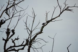 

A crow sits on a bare branch against a gray sky.