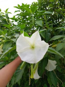 An image of a large white flower being held up against a background of green leaves.