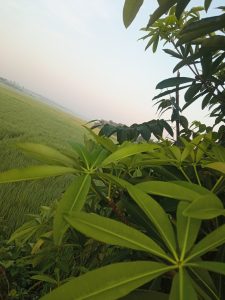 A picture of a long-leaved plant with a paddy field in its background and a cloudy sky.