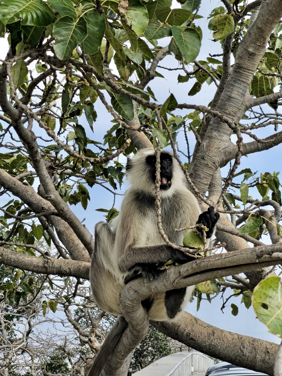 A gray langur monkey sits on a tree branch at Sajjangarh Palace in Udaipur. The animal is holding a leaf, with the palace's surroundings visible in the background.