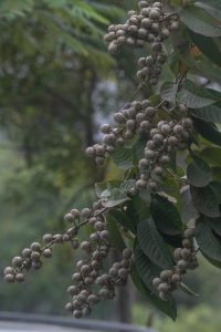 A close-up image of a cluster of round, pale fruits hanging from a branch, surrounded by dark green leaves. The fruits appear to have a dusty texture and are grouped together in clumps. 