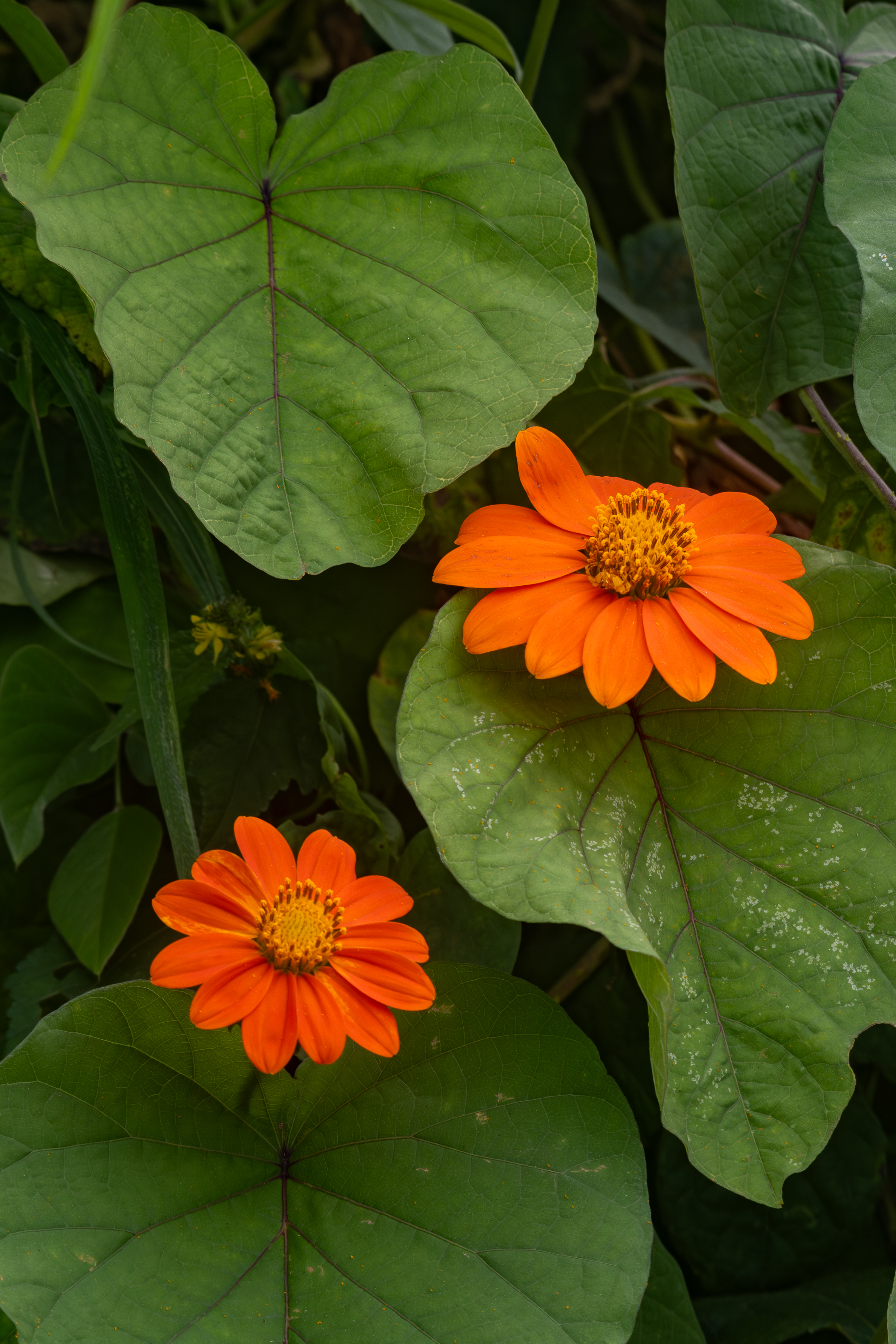 A close-up view of vibrant orange flowers with broad green leaves. Two flowers are situated prominently among the leaves, showcasing their petals and yellow centers.