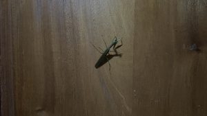 A praying mantis on a wooden door 