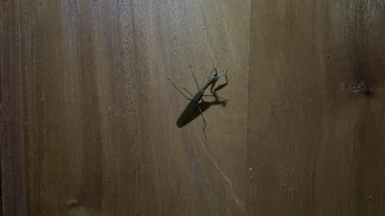 A praying mantis on a wooden door