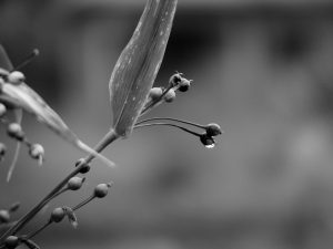 

A water droplet hangs from a plant after heavy evening rain.