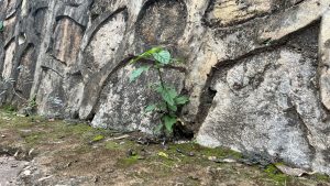 A small green plant with many leaves grows between a stone wall and the ground, surrounded by moss and dried leaves.