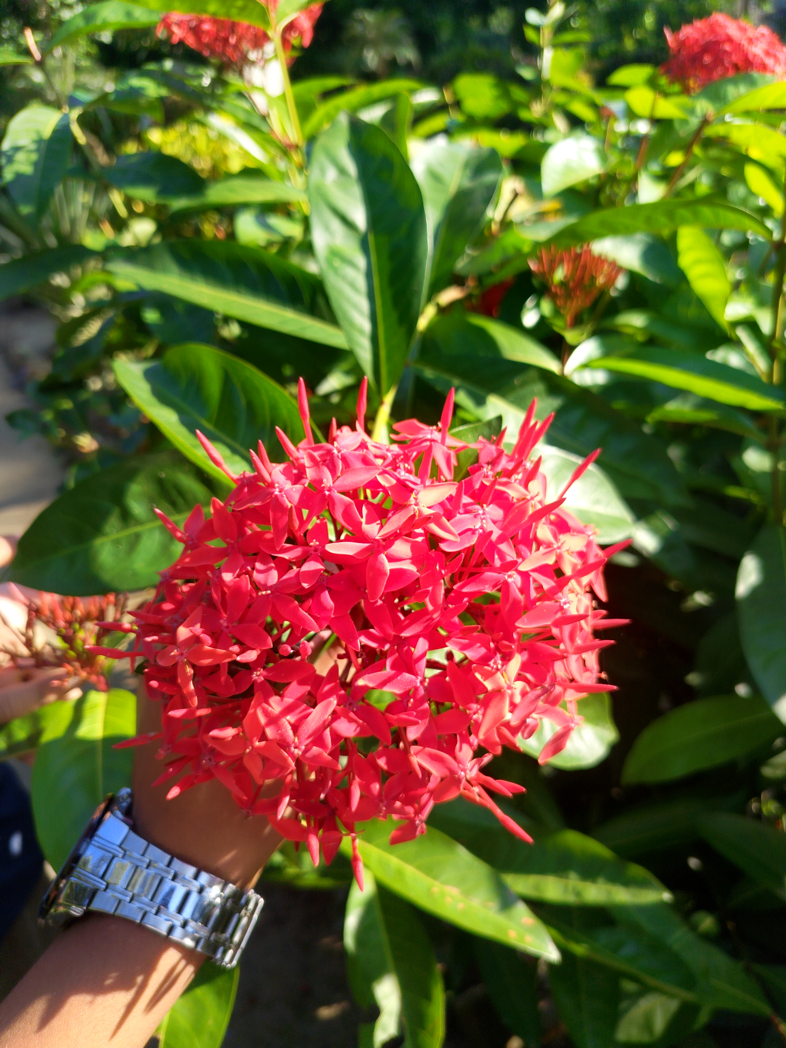 The picture shows a close-up of a vibrant red flower cluster, small star-shaped blossoms. The image also includes a hand, adorned with a silver watch, holding the flower cluster. The background consists of green leaves, enhancing the contrast of the vivid red flowers.