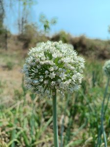 A close-up photograph of a round cluster of small, white flowers with delicate petals of the onion seeds with hints of other green plants beautifully blurred in the background.
