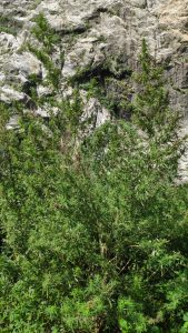 A dense cluster of green foliage is prominent in the foreground, with tall, thin stems and finely cut leaves. 