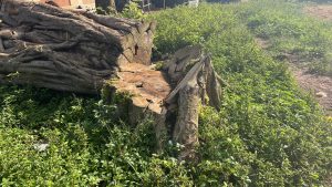 A large, weathered tree stump with gnarled roots sits surrounded by lush green grass and small plants.