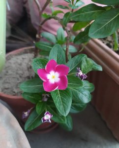 Vinca.