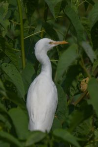 A white egret bird with a slender neck and a yellow-orange beak stands among lush green foliage.