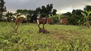 A goat stands on a rock in a grassy field, surrounded by banana plants and trees.