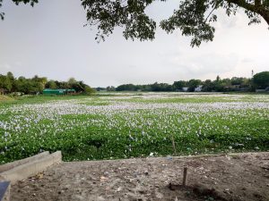 A wide view of a lush green field covered with numerous white and purple flowers, likely water hyacinths, growing in a body of water.