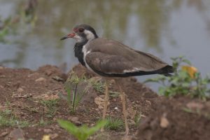 A red-wattled lapwing stands by the water, its slender body marked in black and white with red around the eyes and beak.