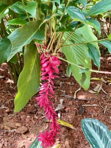 A long red inflorescence of the red ginger plant (Alpinia purpurata) hangs beneath lush green leaves, growing from reddish soil. Captured at Malabar Botanical Garden, Kozhikode. 