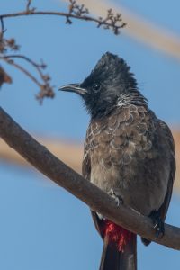 

A close-up of a Red-vented Bulbul perched on a branch.