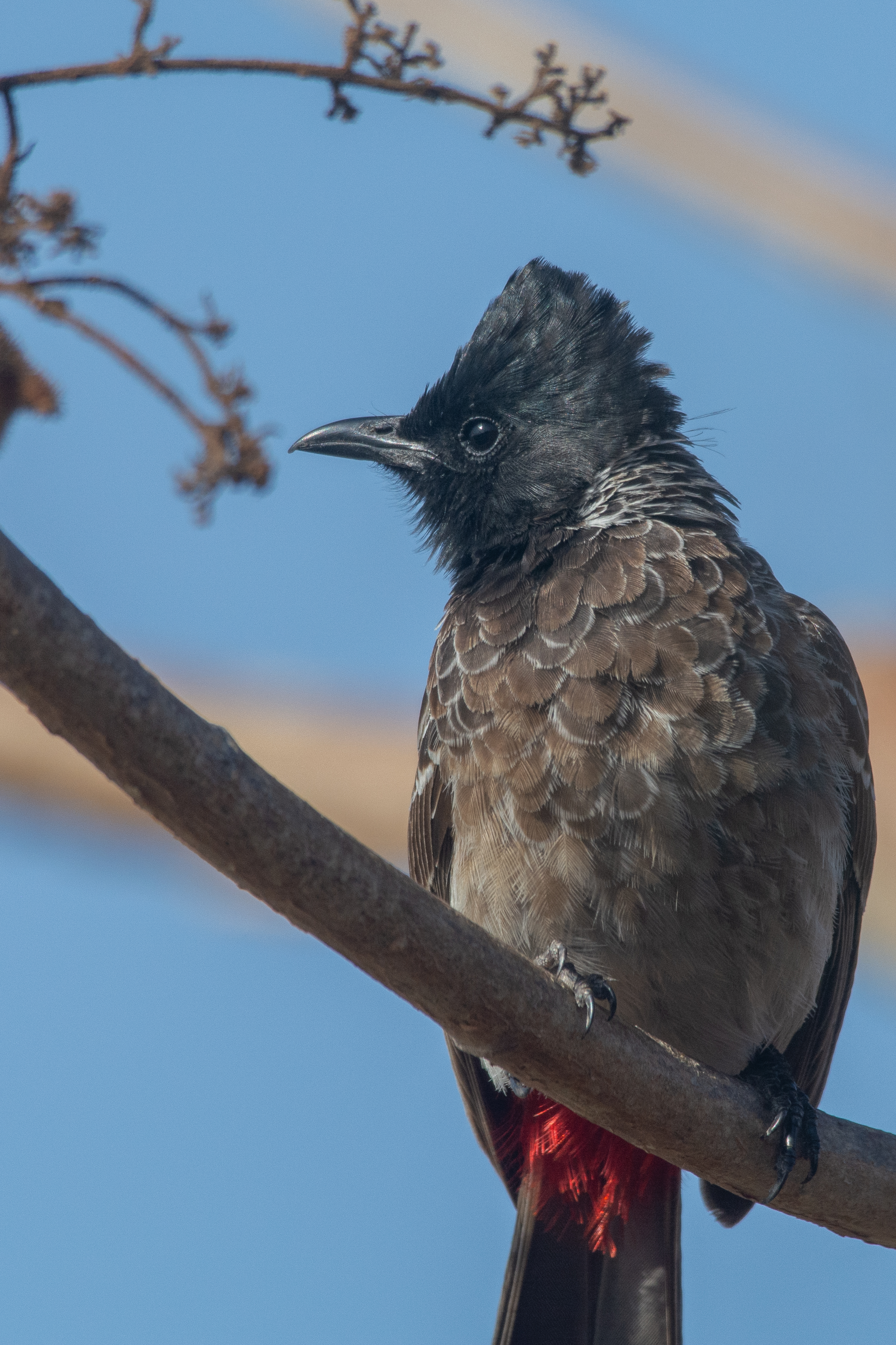 A close-up of a Red-vented Bulbul perched on a branch.