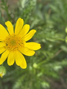 A close-up of a bright yellow flower with numerous petals and a central cluster of smaller yellow florets. 