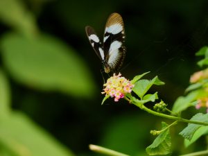 A butterfly with black and white markings rests on a cluster of small pink flowers.
