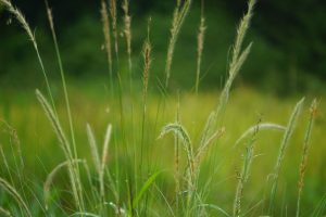 A close-up view of tall grass in a field, with varying shades of green in the background.
